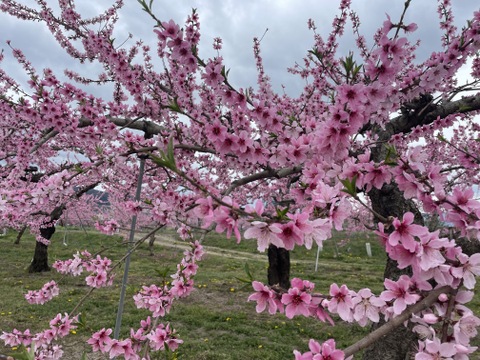 【贈答用】大人気品種「あかつき」3㎏（8～11玉）