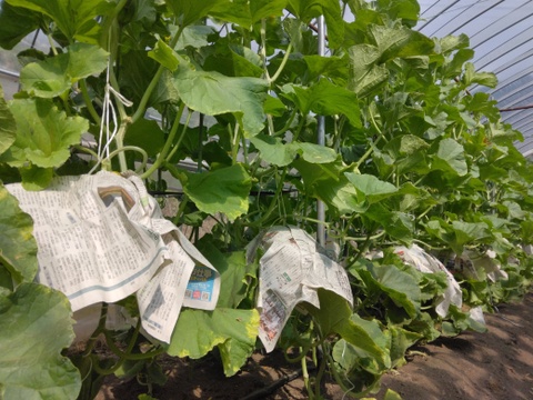 見た目はイマイチ！ご家庭用アールスメロン（1.4㎏以上２玉）