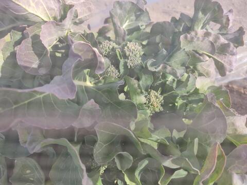 ✨農薬・化成肥料不使用の新鮮芽キャベツ約200g+スティッコリーセニョール約250g✨冬の温かい食卓セット😊