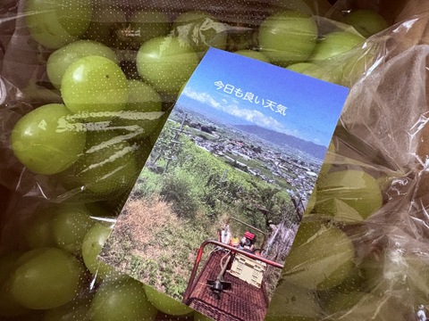 超ご家庭用！　シャインマスカット用 1.2kg