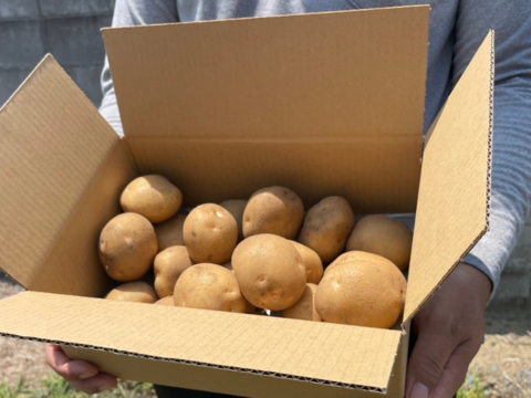 【ジャガイモ】キタアカリ２kg弱（M/Lサイズ混合お任せセット）