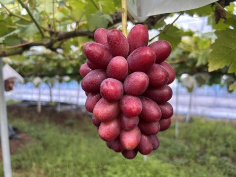 【超数量限定】島根県オリジナル高級ブドウ「神紅」。【化粧箱】【550g×1房】