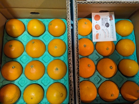 【贈答用】まるで天然ゼリー！まどんな（８～１２玉）×２箱