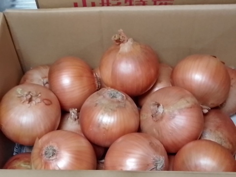 大地の恵み！淡路島完熟玉ねぎ🧅【シャーロットオニオン　輝玉（キラ玉✨）】(5Kg)