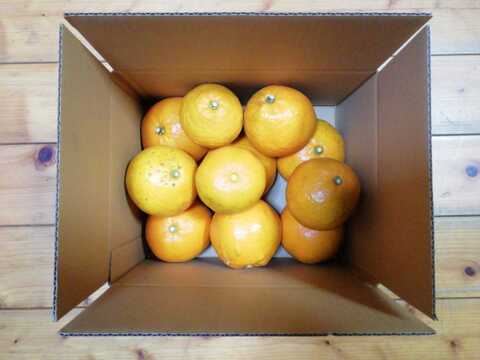 大谷伊予柑(オオタニイヨカン)５㎏【農薬・化学肥料不使用】【熨斗(のし)対応可】