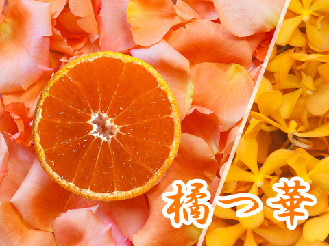 【紀州みかん“かほる橘華”】　2ｋｇ（箱込み）