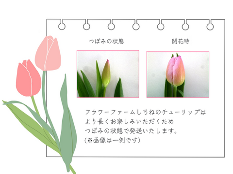 ラ・ベルエポック　　チューリップ10本　アンティークカラー　希少品種　　※北海道・沖縄県配送不可※