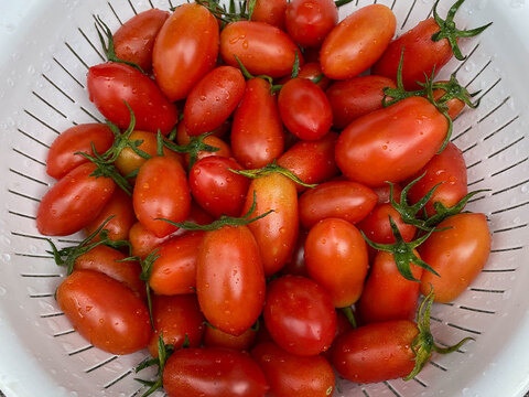 中玉トマト　シシリアンルージュ　お試しパック　（約４００gです）