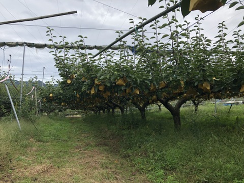 鳥取県産 王秋梨 ３キロ（５〜７玉）梨 japanese pear
