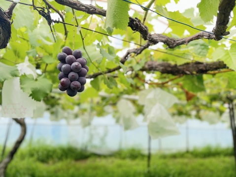 【数量限定】芳醇な甘さ！完熟・種あり巨峰（ご家庭用）｜約２kg