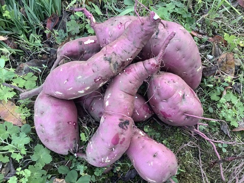 🍠さつまいも　紅はるか🍠　２kg❗️