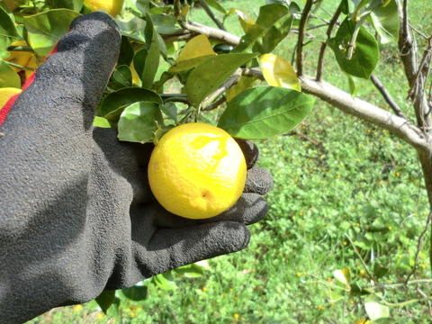 【期間限定】2種の柑橘セット　オレンジレモンと種なしカボス　農薬不使用