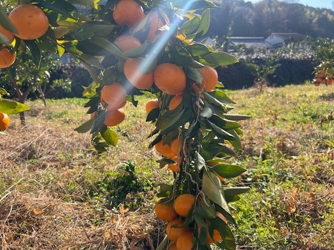 和歌山県限定！きゅうき2.7㎏（25個〜30個）
