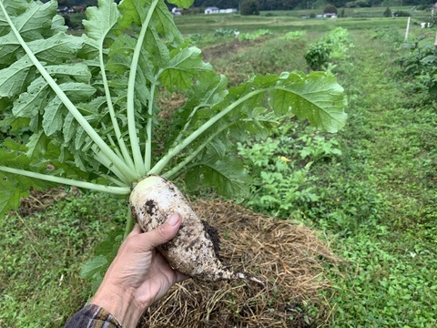 奥出雲産自然栽培源助だいこん(1kg)