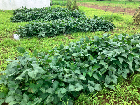 極上の甘みと豊かな風味！枝豆（茶豆）700g ｜今季二代目！なくなり次第終了