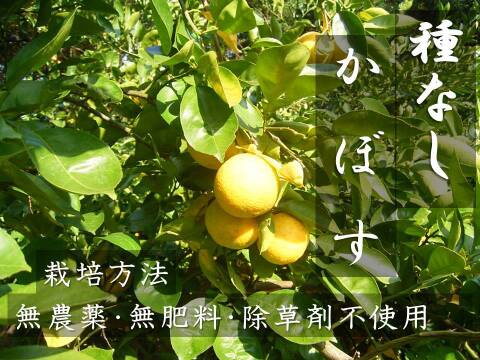 【期間限定】2種の柑橘セット　オレンジレモンと種なしカボス　農薬不使用