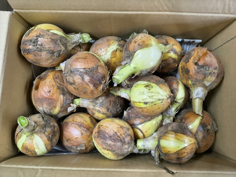 ストックにおすすめ！たっぷり玉ねぎ 4.5kg　パチャママ農園