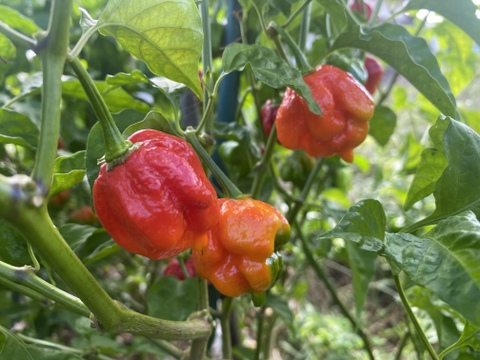 辛い物好き必見‼️ 世界と日本のトウガラシ食べ比べセット　300g程度