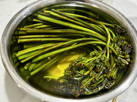 【天然】くせになる食感！やみつき！標高1000ｍのわらび お試しサイズ 重曹つき(500ｇ)新潟県妙高市産