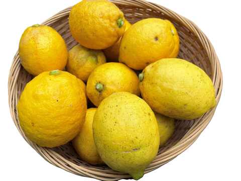 香り爽やか❗安心して使えるレモン栽培期間中農薬不使用2ｋｇ