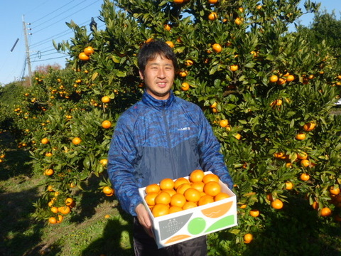 【訳あり】させぼ温州みかん　箱込み5kg