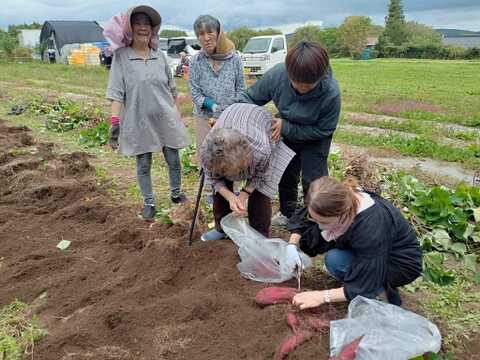 有機JAS認証 B品 訳あり さつまいも 追熟完了 紅はるか 青森県 2.5キロ