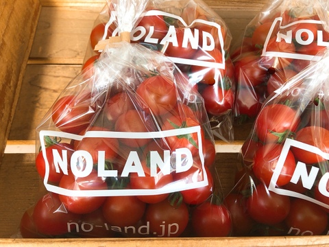 【年間1万人以上が訪れるトマト農園】ミニトマト