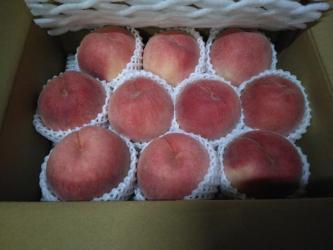 贈答に！桃源郷福島の『紅錦香』なめらかジューシー！とにかく甘い！（３キロ箱８〜11個）【本州の方限定】【８月中旬〜】