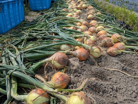 三種の玉ねぎ【玄海丸、レッドスター、豊泉】4.9kg