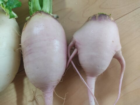 ✨【宝探しBOX】畑の「もったいない」を詰め合わせ！もったいないを美味しく救う！旬の不揃い訳あり野菜おまかせ便（Sサイズ）✨農薬・化成肥料不使用