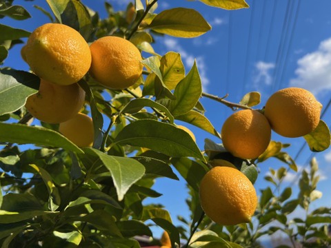 【訳あり徳用】【防腐剤・ワックス不使用】樹上完熟・湯河原産レモン　５㎏