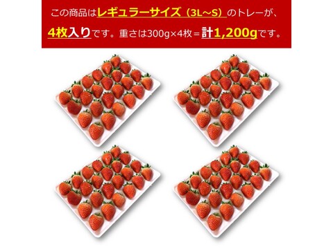生食できる夏イチゴ 6月～11月発送 秋田県産 なつあかり 夏のしずく ご自宅用 ケーキやスイーツに レギュラーサイズ 4トレー 1200g