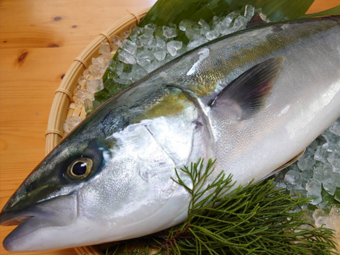 【食べ比べてみませんか】朝どれ鮮魚『養殖ブリヒラ1尾＆養殖ハマチ1尾』神経〆付