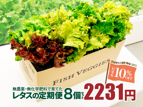 新鮮！採れたて！農薬・化学肥料不使用！レタスの定期便 8個セット