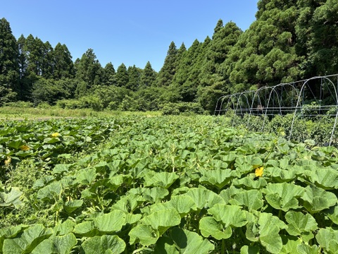『夏の贈りもの』完熟ほくほく甘い栗かぼちゃ(約3Kg:2個)※栽培期間中農薬・化学肥料不使用