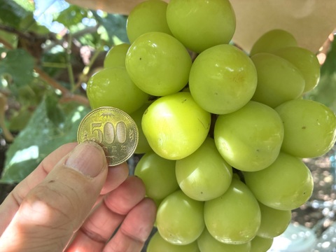 限定1点ﾓﾉ！:特大超大粒1房700g！☆山梨県産シャインマスカット贈答　ギフト　家庭用にも　予約No.12