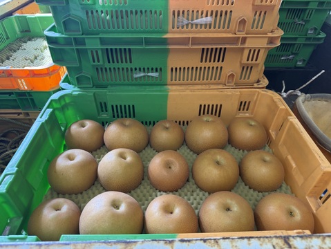 栃木県が誇るにっこり栃木産　5キロ(10-11個)