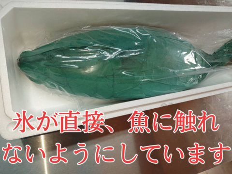 養殖ブリ1尾入り(神経締め付！)