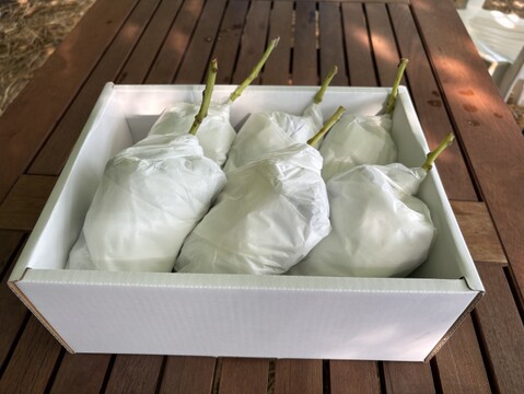 今年は上出来！老舗の種あり巨峰（贈答用・2kg）