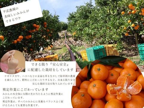 【冬ギフト】農家直送！有田みかん10kg≪Sサイズ 秀品≫【平武農園】～蛍飛ぶ町から旬の便り～　和歌山｜有田｜田口｜ギフト｜こだわり　産地直送　お取り寄せ