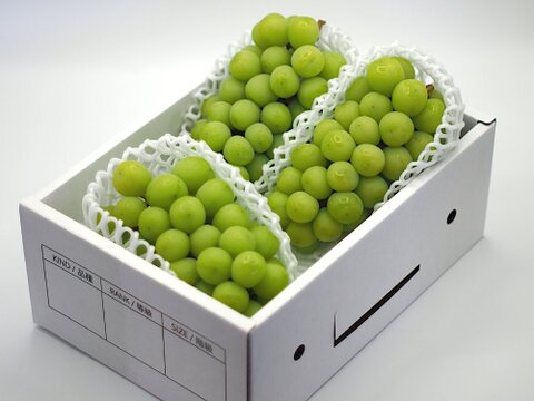 【冬ギフト】樹上完熟シャインマスカット1.8㎏以上（家庭用）