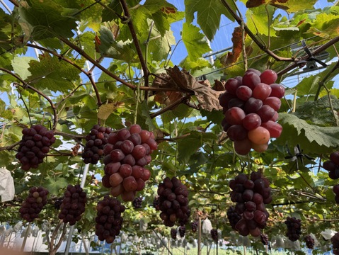 【糖度20度超！】今季最後の富士の輝！サイズお任せ2〜3房詰　約1.0kg