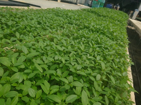 【★生で食べるサラダモロヘイヤNEO！！★】サラダモロヘイヤＮEO（60ｇ×8袋）NEOシリーズ第2弾！！【GABA含有、機能性表示食品 】期間限定（6月～10月頃）