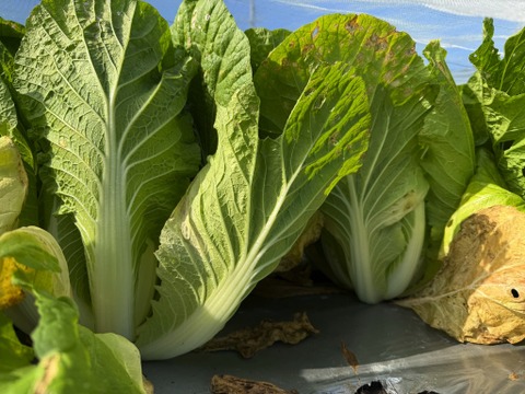 【カレンダー付】絶品！とくうま秋冬野菜１０〜１２品セット＜１１月発送分＞