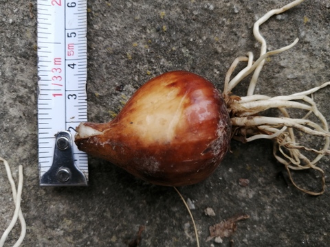 日本水仙の球根