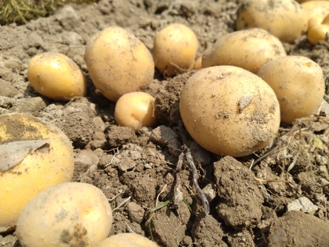 丸オクラとじゃがいもセット【農薬・化学肥料 不使用】大家族向け