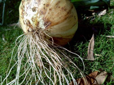 【日テレ出演で話題】💡市場では絶対に入手困難『鳳凰の雫』400年の伝統土壌で培われたブランド玉ねぎ🧅お試し約1キロ