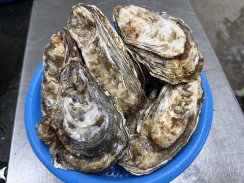 【ゲン担ぎ福袋】【福袋】ワイズユースの湿地の恵みセット①北海道根室市温根沼産カキ（2L：10個）・豆アサリ1キロ