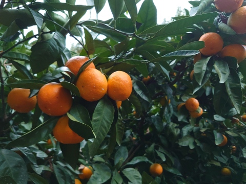 手むき　究極のみかんジュース【２本セット】　無添加100％