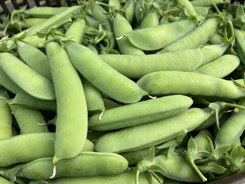 実えんどう2種セット！！　さやが紫！？ 紫えんどう豆 ツタンカーメン(650g)、フルーツ実えんどう（650g）